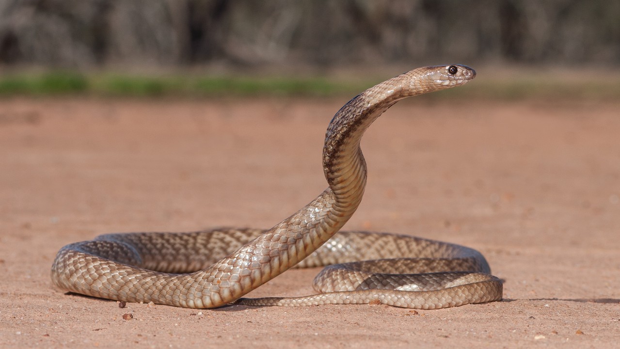 Strap-snouted Brown Snake