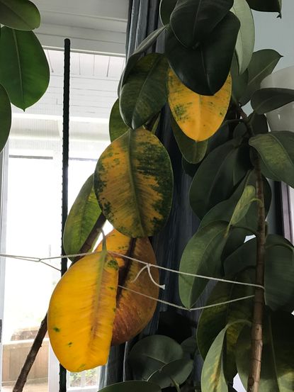 Rubber Plant With Yellowing Leaves