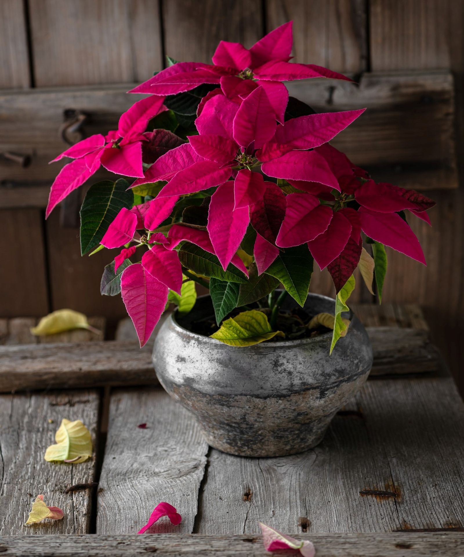 Why are my poinsettia's leaves falling off? Gardeningetc