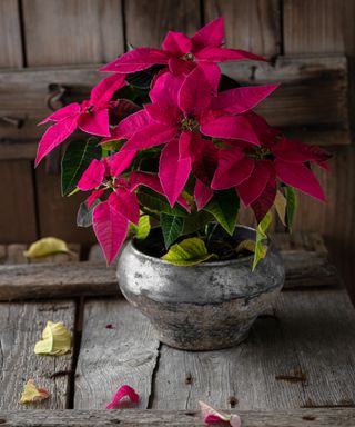 A poinsettia with falling leaves
