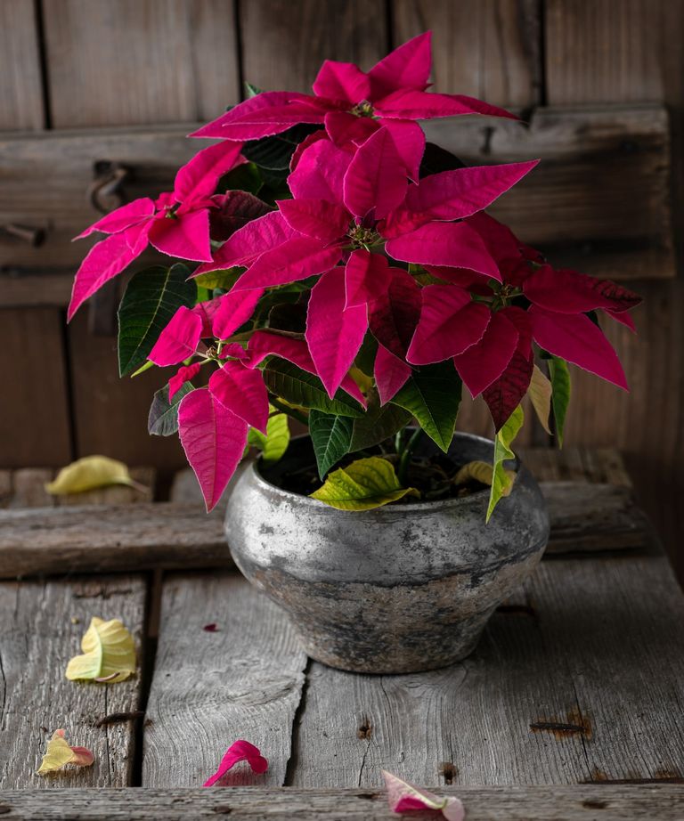 Why are my poinsettia's leaves falling off? Gardeningetc