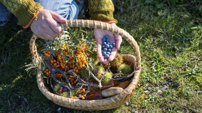 Hands dropping berries into a basket full of foraged foods