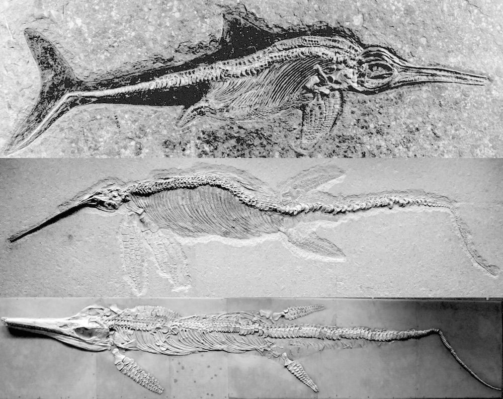 Ichthyosaur fossils