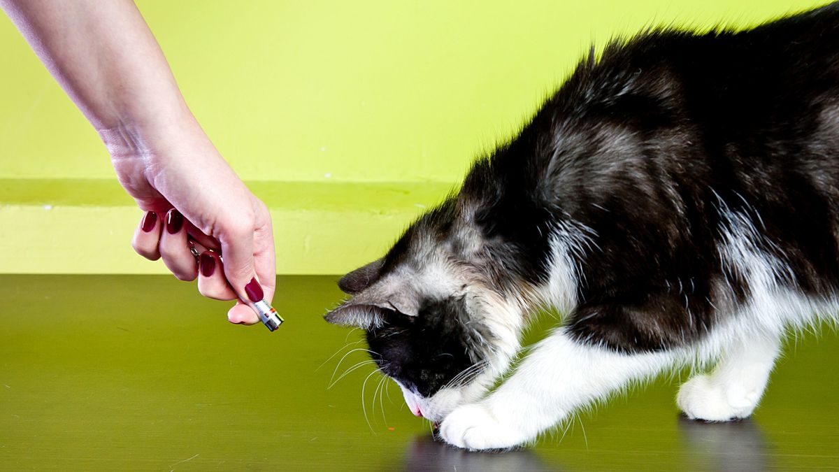 home bargains cat flea treatment