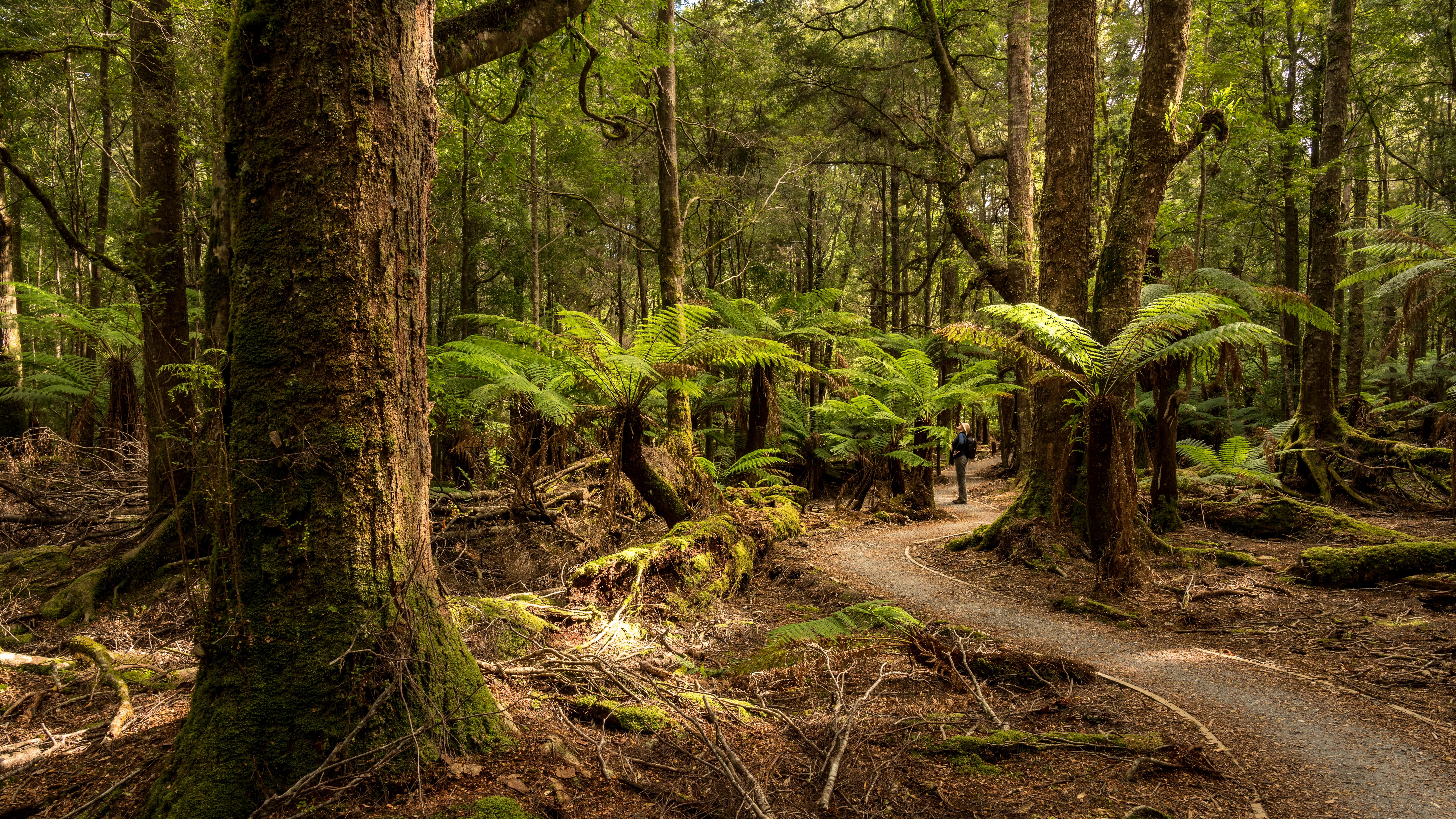 A view inside a forest in Tasmania, with large trees and ferns growing