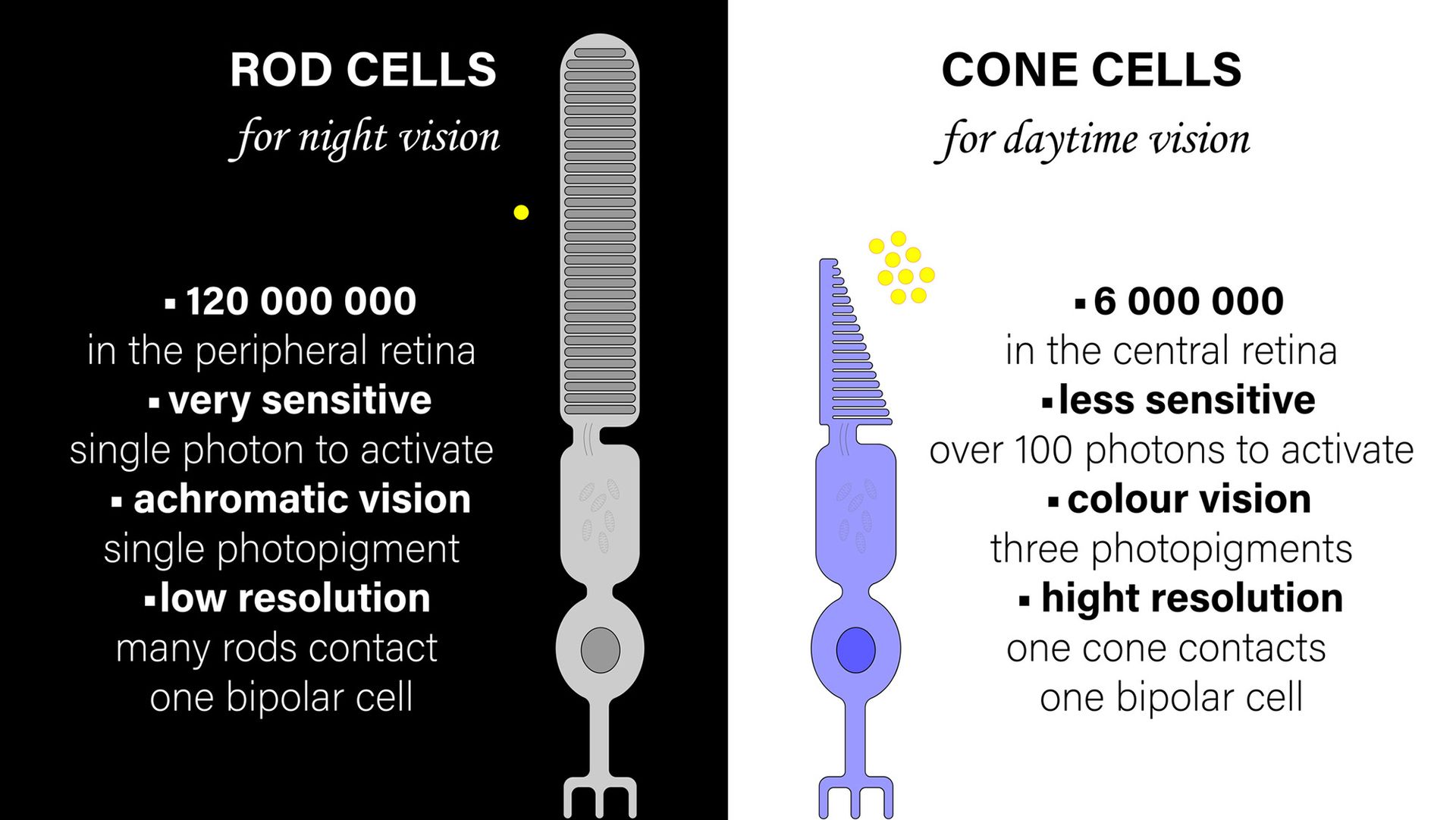 A comparison chart between rods and cones in the eyes