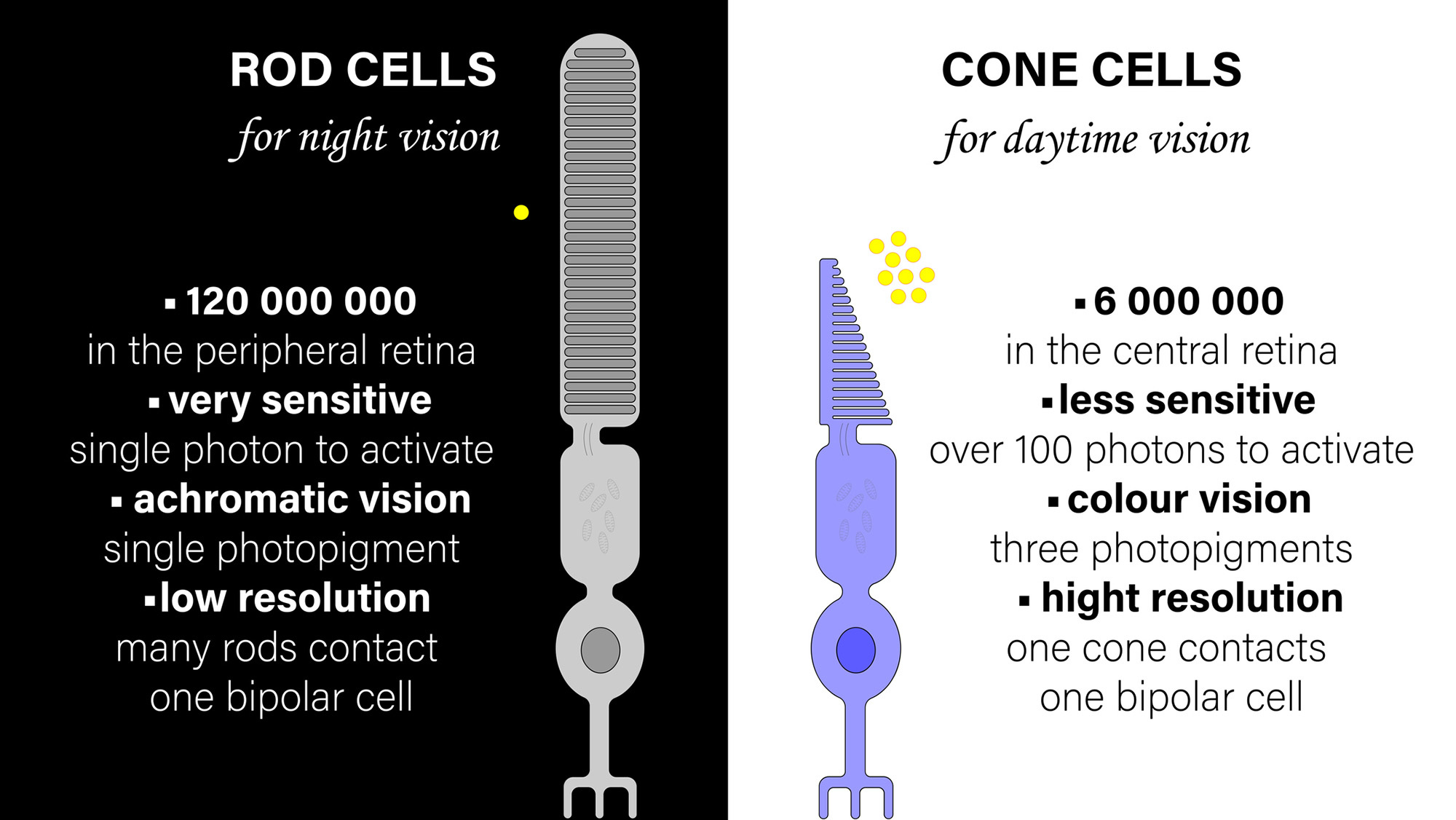 A comparison chart between rods and cones in the eyes