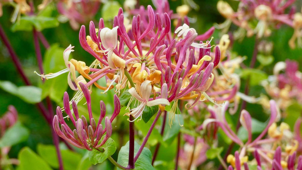 honeysuckle in flower