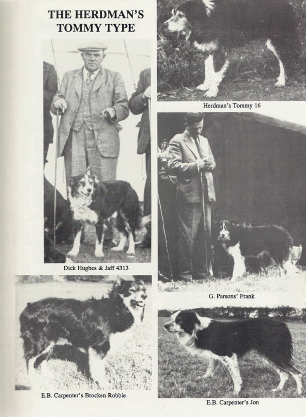 Archival black-and-white photographs illustrating four recognised border collie types &mdash; the Herdman&rsquo;s Tommy type, Northumbrian type, Wiston Cap type and Nap type &mdash; showing working dogs in profile and at rest, alongside handlers, demonstrating variations in build, coat and working style.