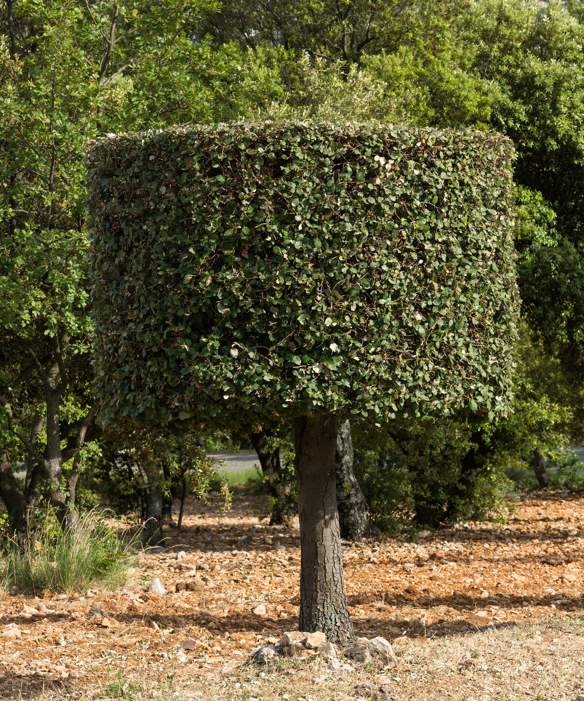 Holm oak, also known as holly oak, trimmed into shape