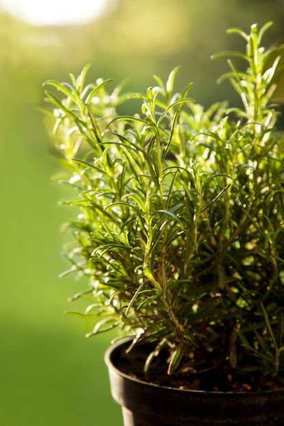 Close Up Of Potted Rosemary Herbs