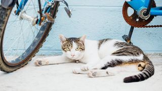 Ocicat cat sitting on the sidewalk