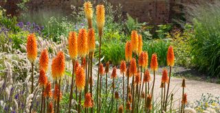 Autumn garden with red-hot poker flowers