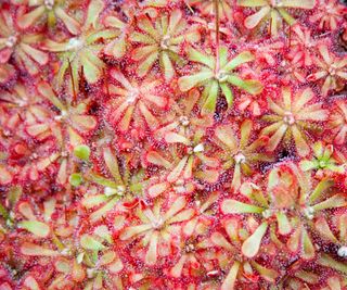 sundew plants