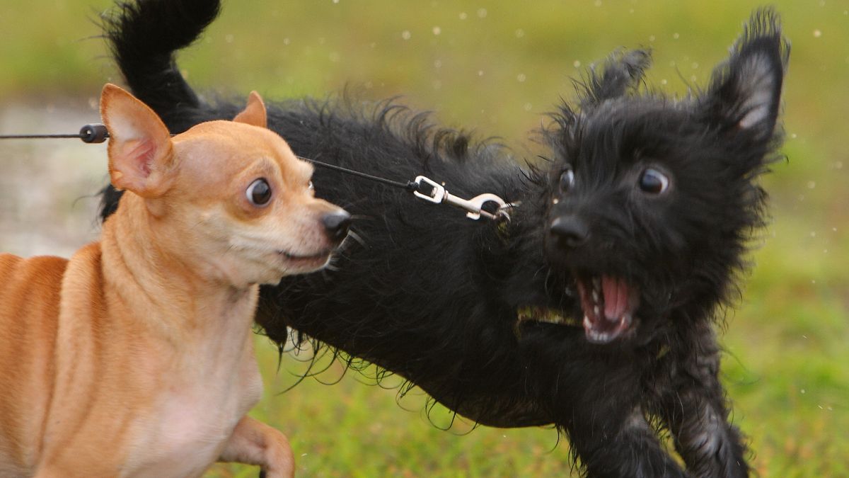 Two dogs side by side with one looking surprised and the other one nervous