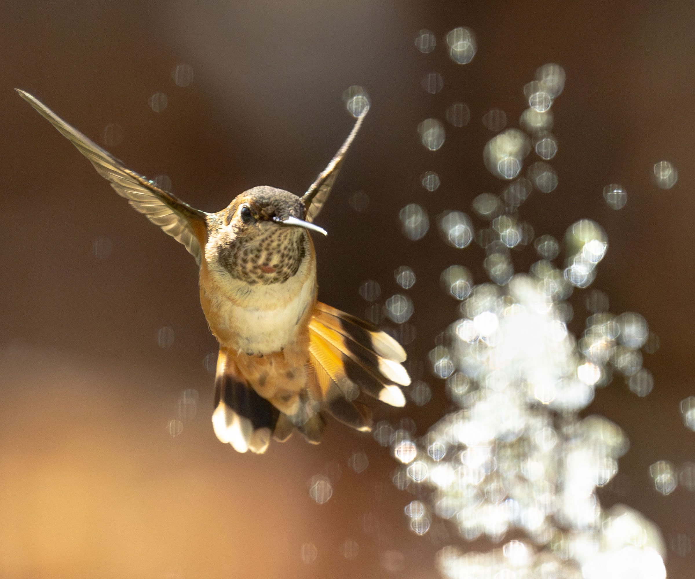 hummingbird playing near water in garden