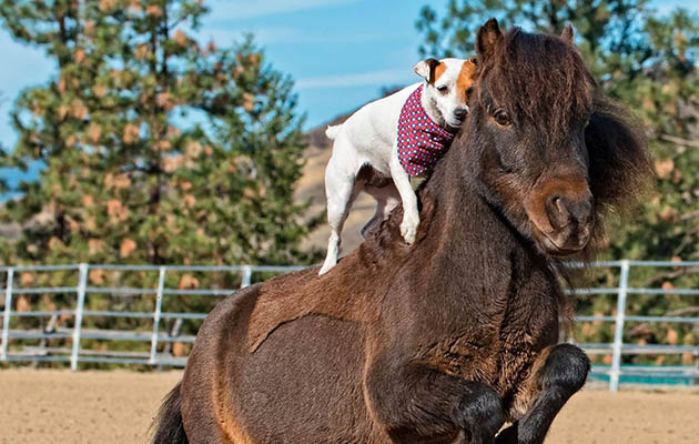 Spanky-and-Dally.jpg