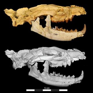 Skull of a new species of ancient carnivore that once ruled the food chain in Africa.