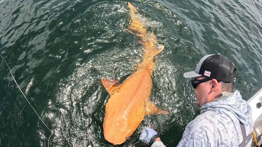 A photograph of an orange shark with xanthism caught on a line next to a boat. 