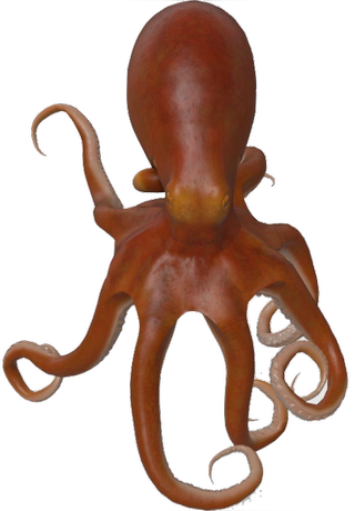 Octopus Google Search 3D model