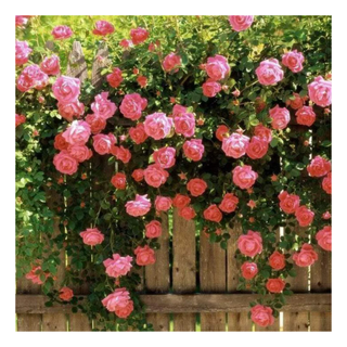 A bunch of pink climbing roses on a fence