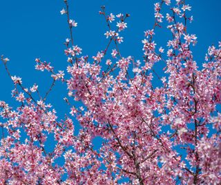 Higan cherry flowering in autumn