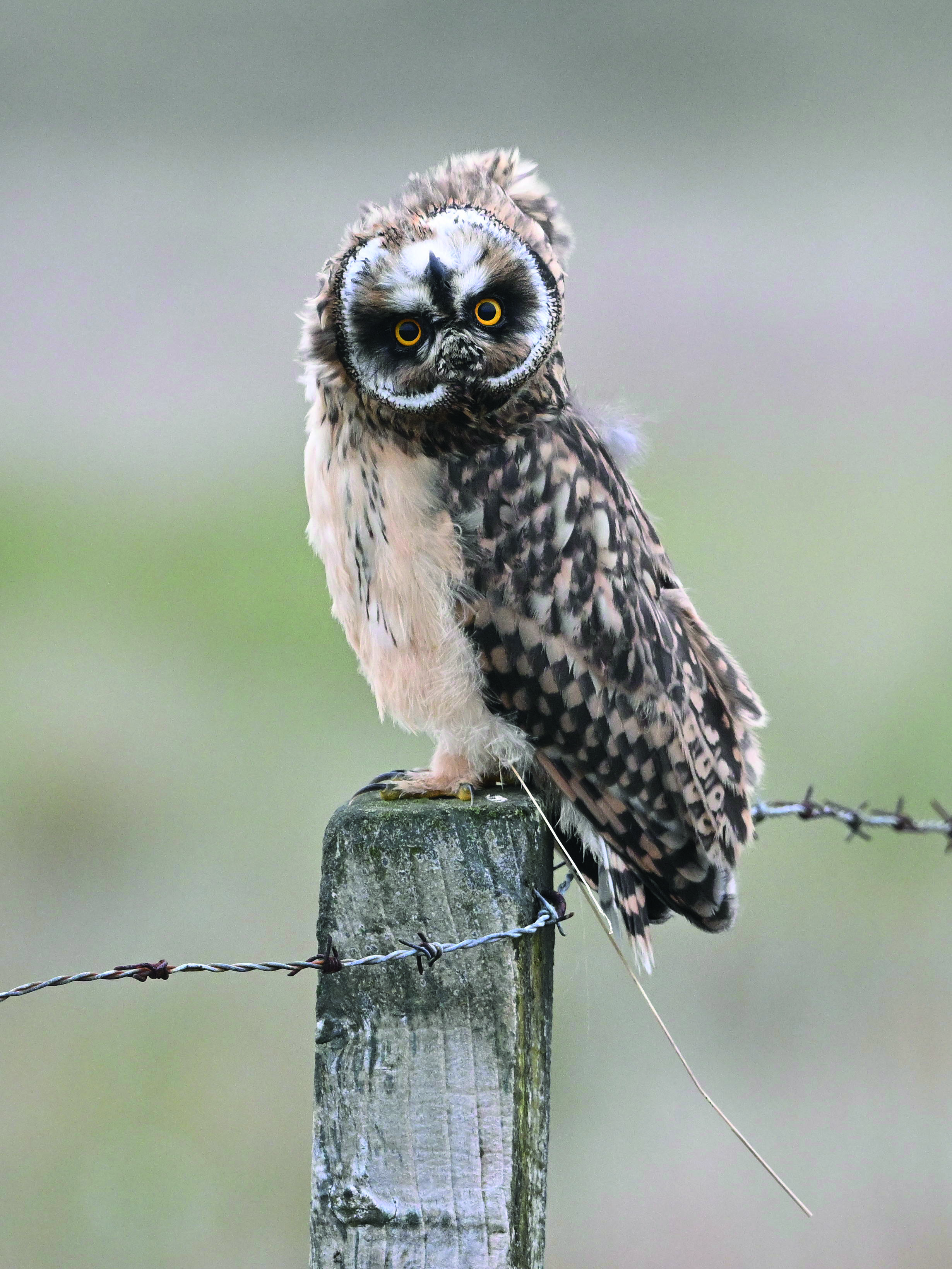 An own looking at the camera with its head upside down