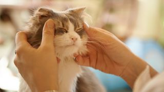 Cat getting facial massage