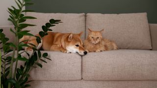Cat and dog sitting on a sofa next to a plant