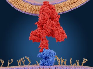 The coronavirus spike protein (red) docks onto the ACE-2 receptor (blue) on human cells. Most of the concerning mutations are occurring on the spike protein.