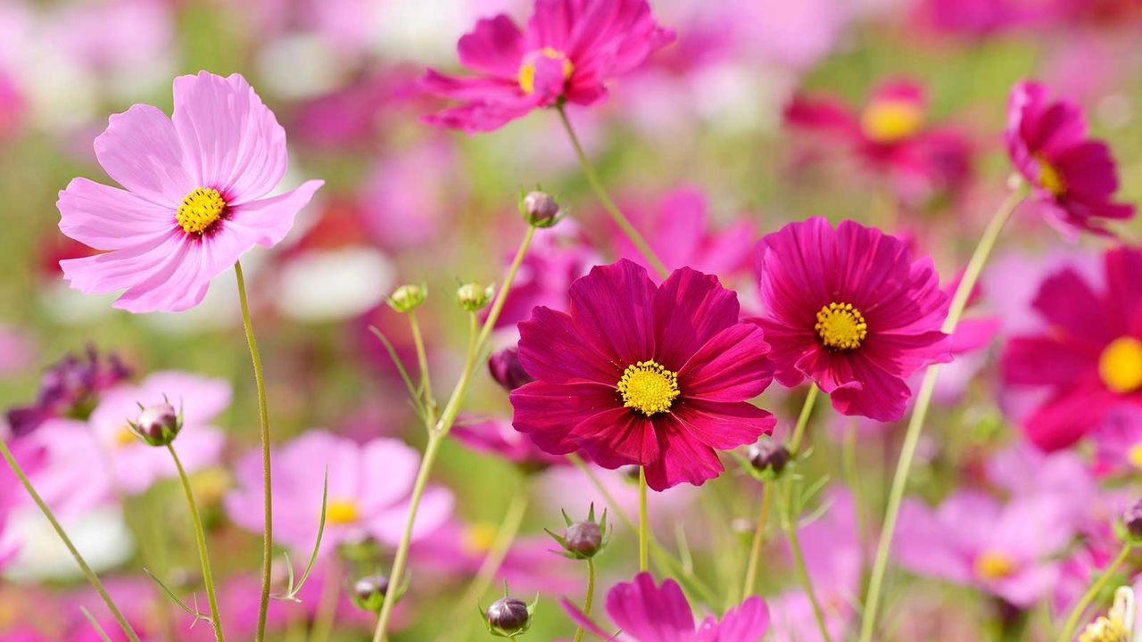 pink cosmos flowers