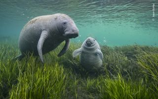 A manatee and a baby manatee amongst long sea grass.