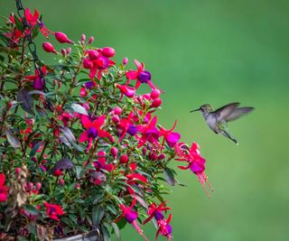 hummingbird and fuchsia flowers