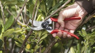 I&rsquo;ve Had My Felco F2 Pruners Since My First Day as a Professional Gardener, and I Still Use Them Over a Decade Later &ndash; Here&rsquo;s Why They Remain My Go-to Tool