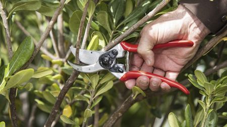 A gardener uses a pair of Felco 2 pruning shears to cut the the stem of a shrub 