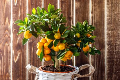 mandarin fruit tree in a pot