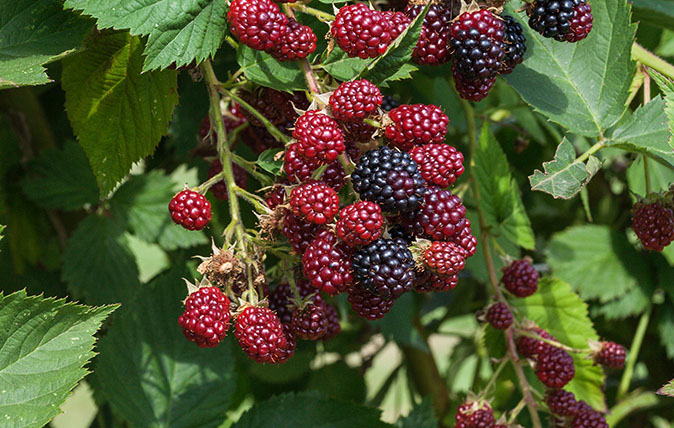 Loch Ness Blackberry