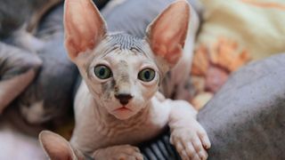 Peterbald cat