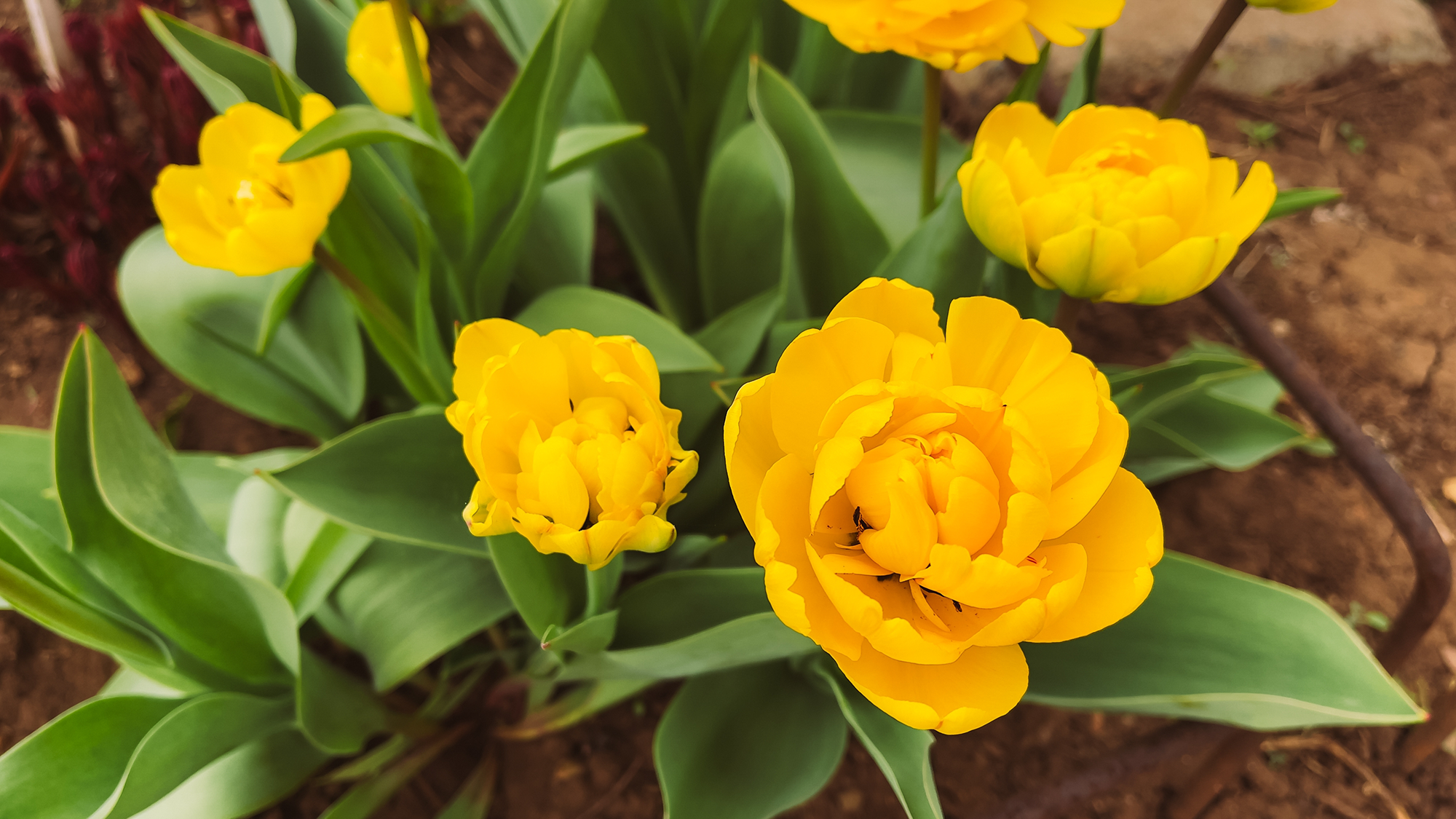 Cluster of yellow tulips