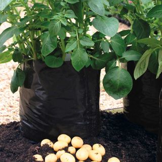 harvested potatoes beside potatoes growing in a bag