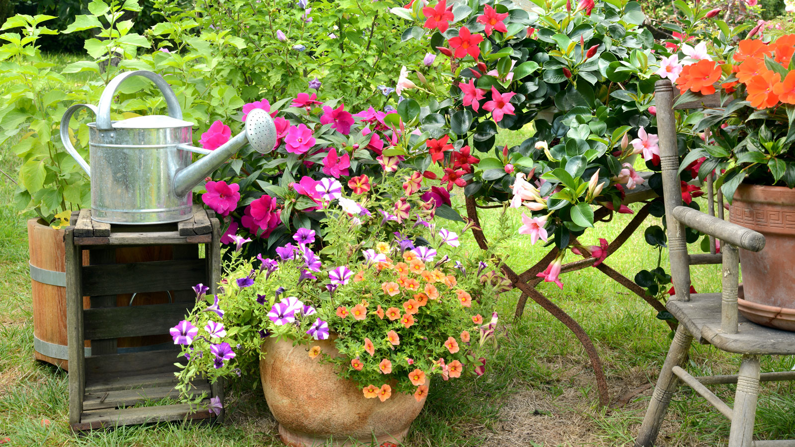 full sun container plants with watering can