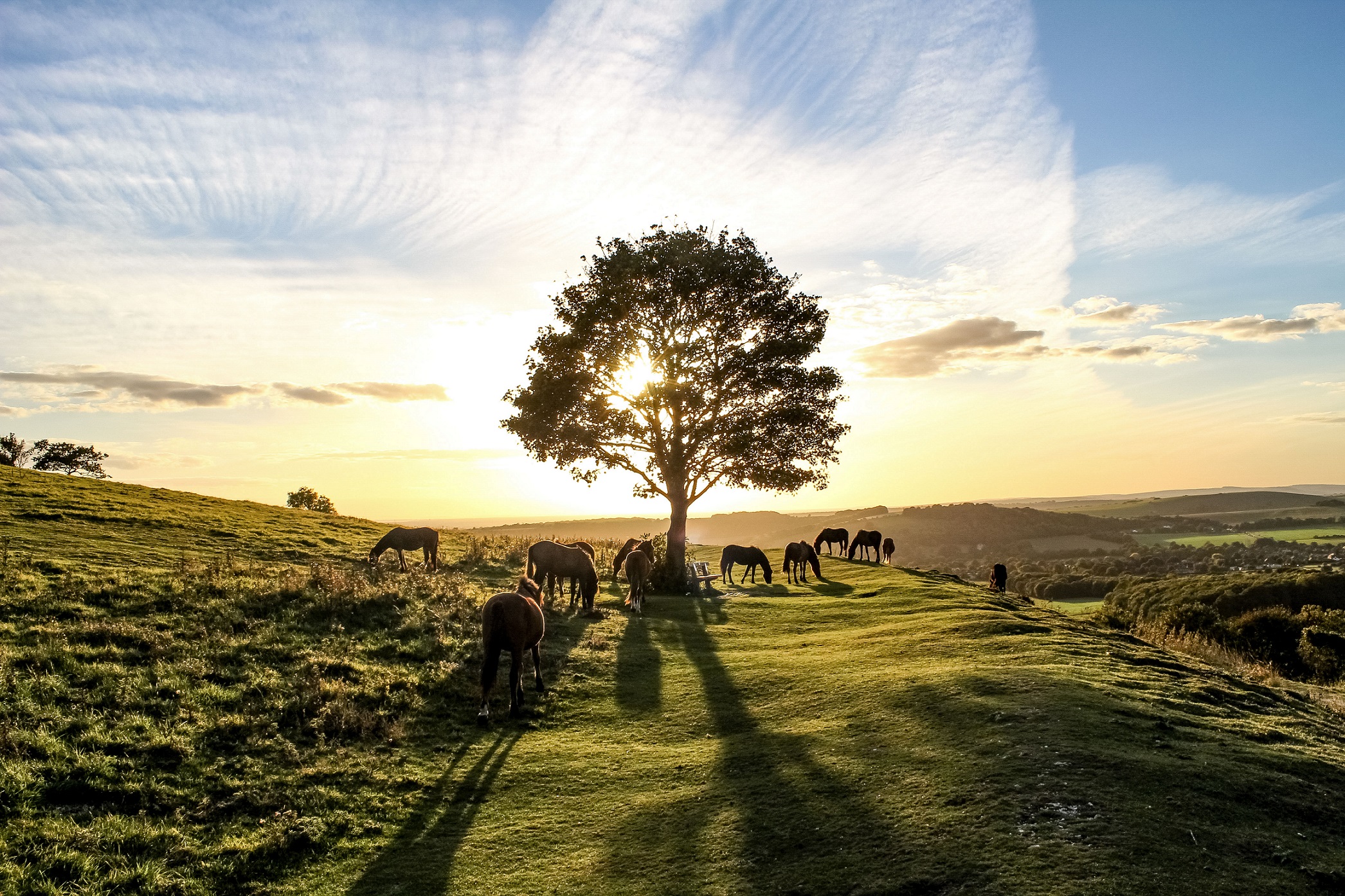 &#039;Pony heaven&#039; by Joe James was taken at Cissbury Ring.