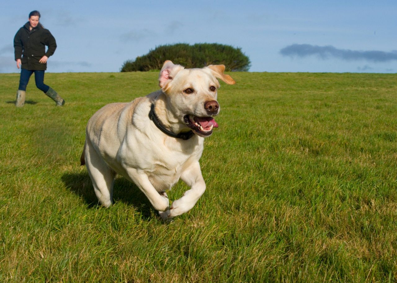 A dog with selective deafness can be a true struggle...