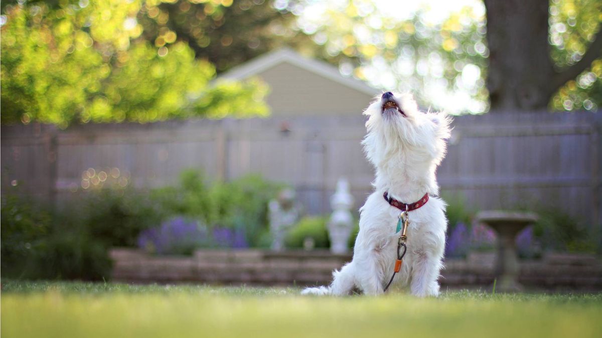 West highland white terrier barking in a garden