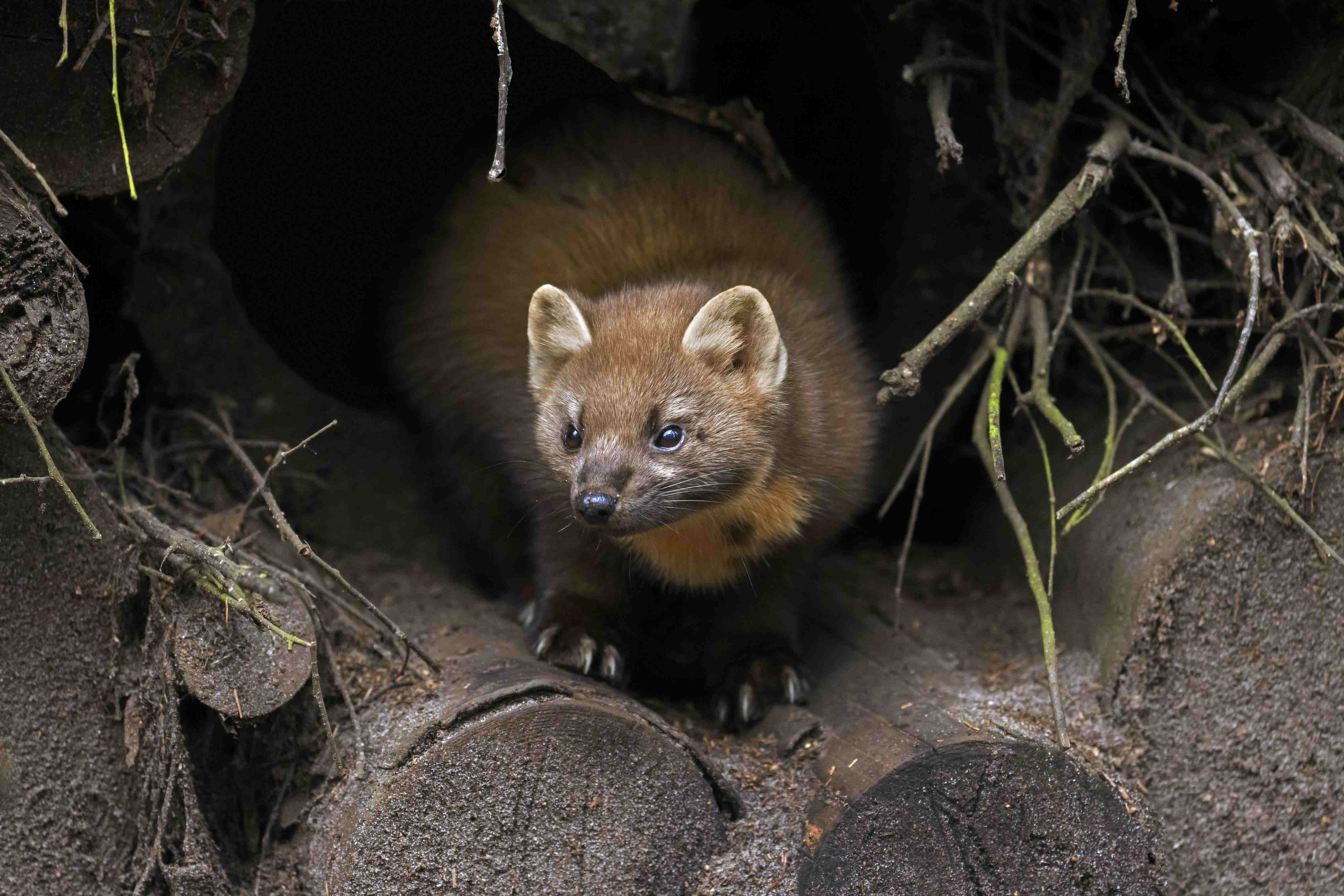 A pine marten