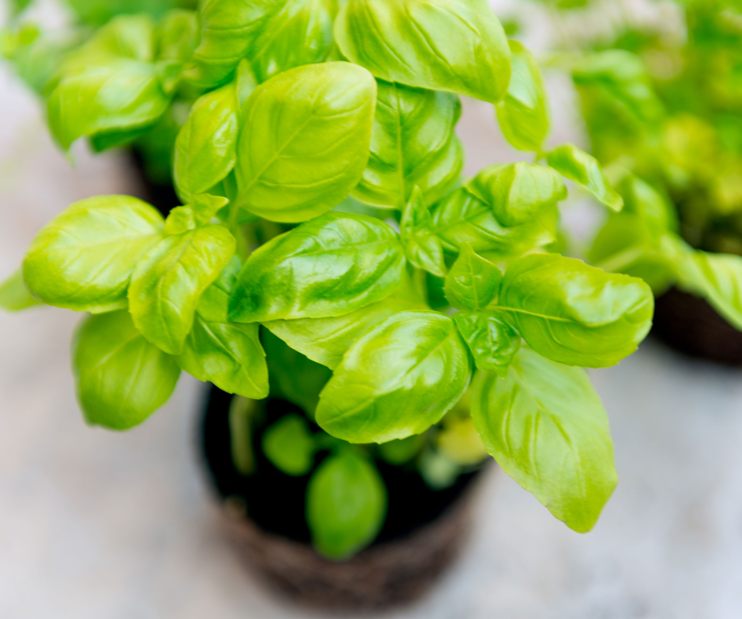 basil seedlings in containers