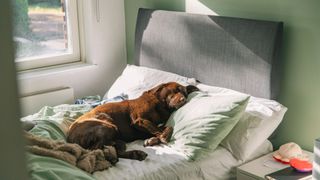 Dog sleeping in owner's bed