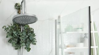 A shower head with hanging eucalyptus and a wet shower screen