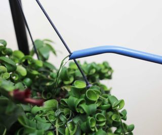watering a twisted lipstick plant