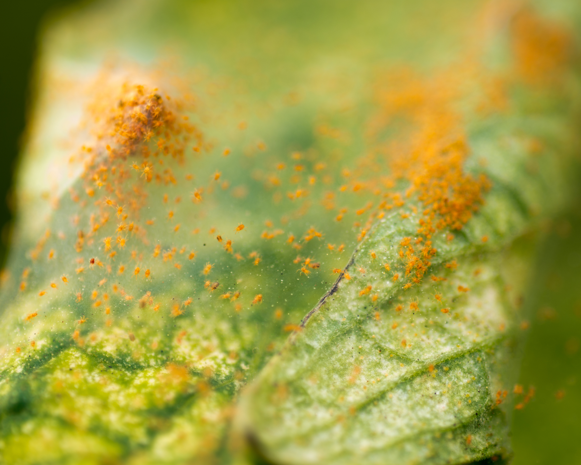 Little red spider mites on leaf